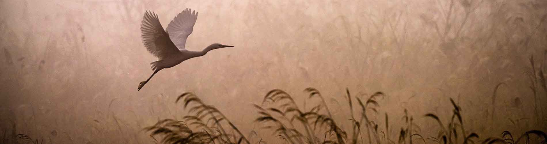 Le Teich bird sanctuary