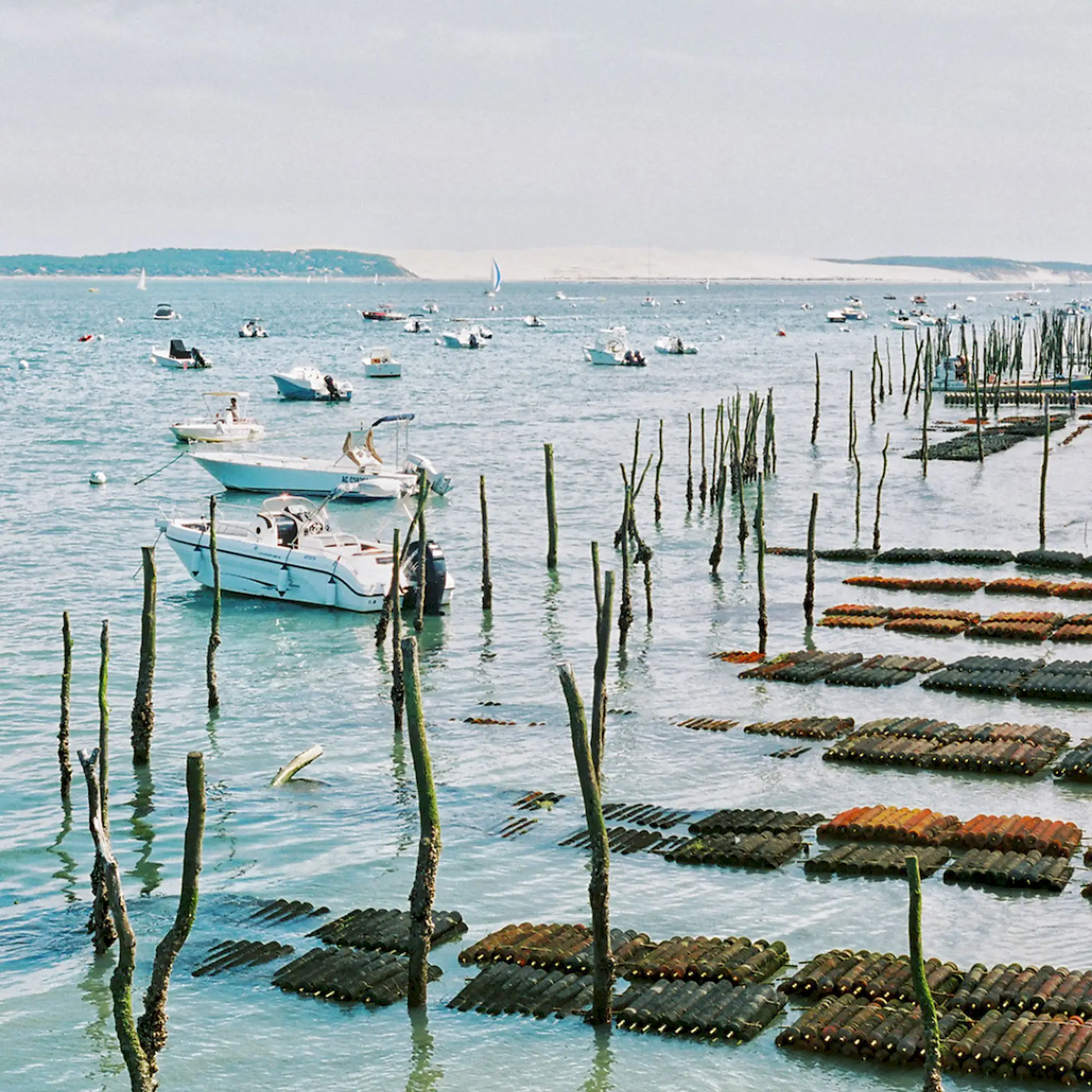 The secrets of oyster farming on the Bay of Arcachon