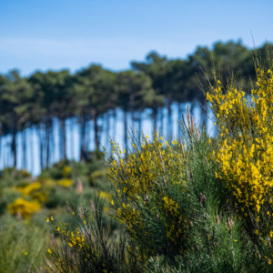 forêt des landes