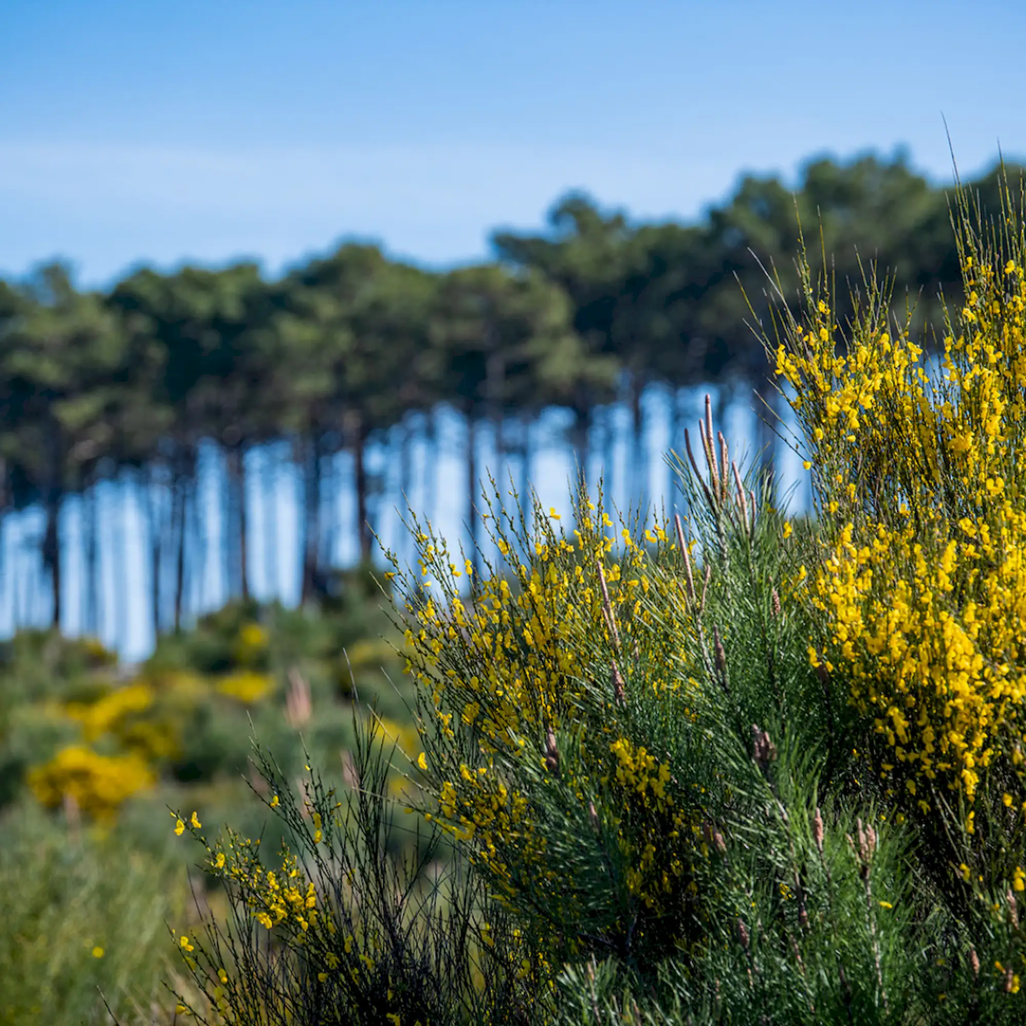The history of the Arcachon Basin forests
