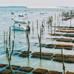 Hippocampes Bassin d'Arcachon