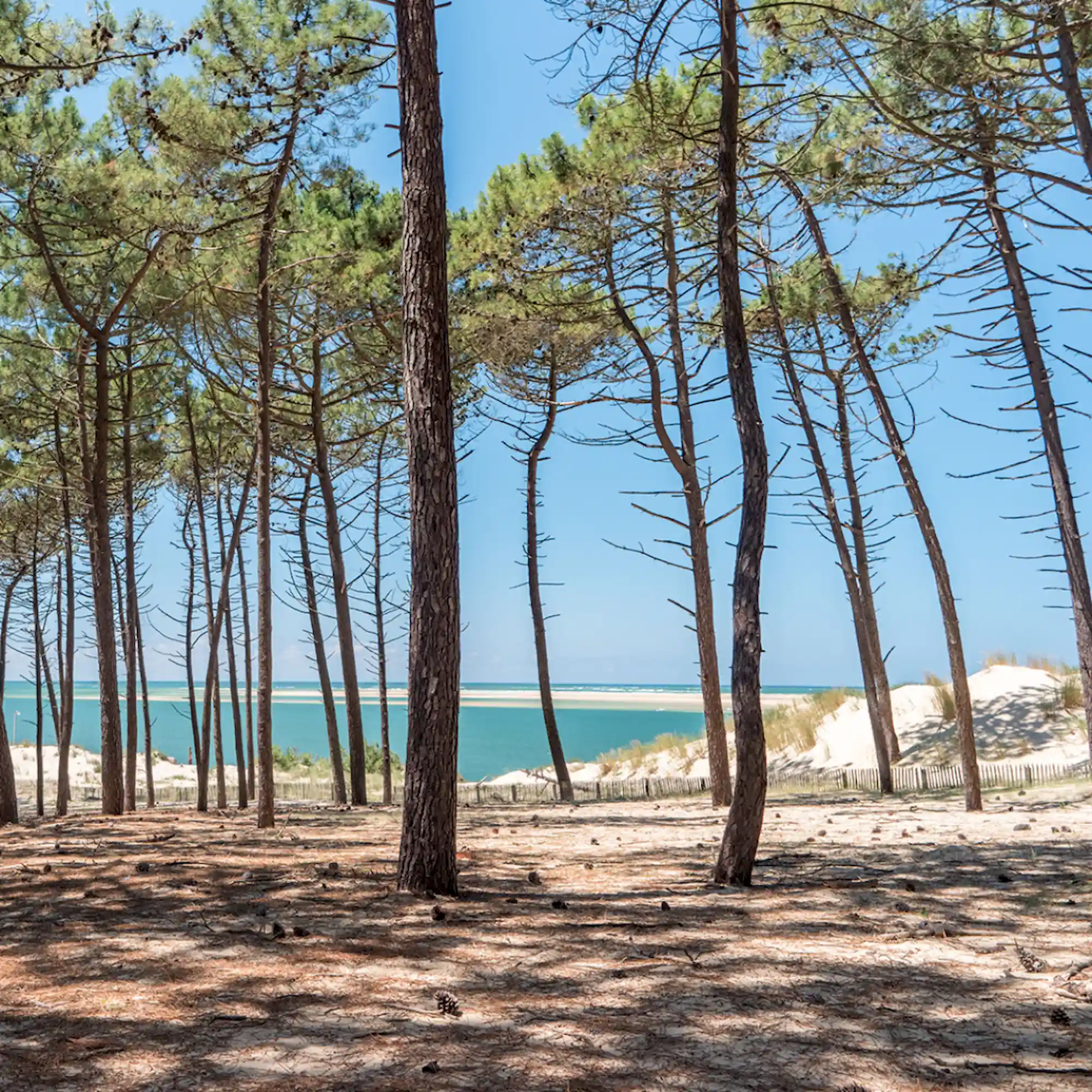 The Arcachon Basin for nature lovers