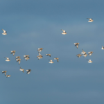oiseaux en pleine envol, arcachon